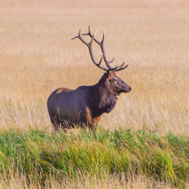 Bull Elk, RMNP -5
