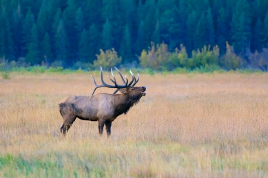 Bugling Bull Elk, RMNP
