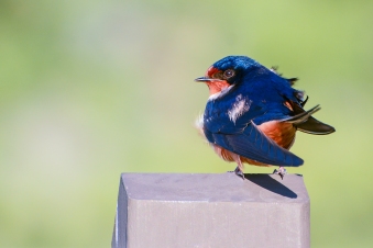 Barn Swallow, RMNP