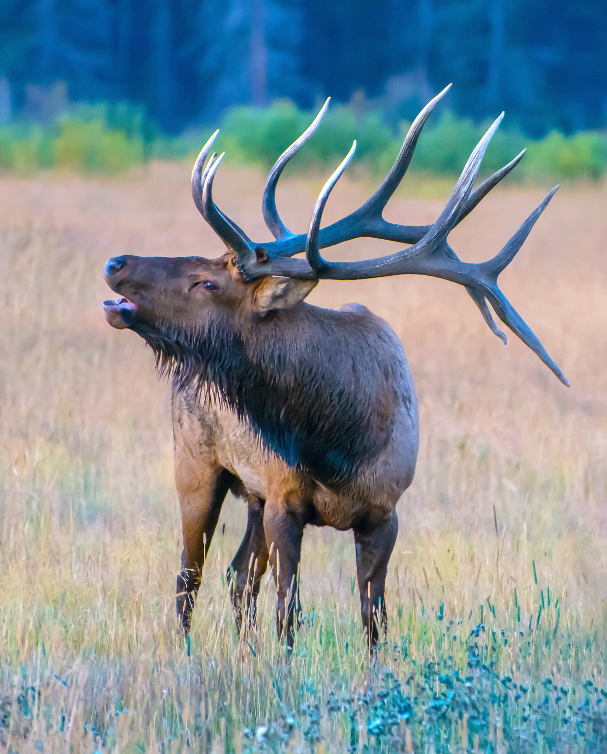 Bugling Bull Elk, RMNP -2