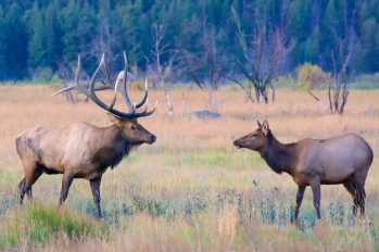 Love, elk style