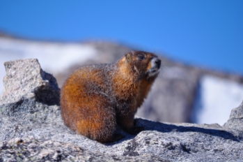 Marmot, RMNP -2