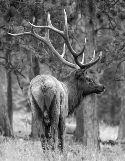 Bull Elk, B&W, RMNP -2