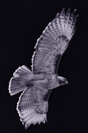 Red Tail Hawk, Infrared