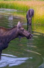 Moose Mom & Calf, RMNP