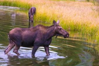 Moose Mom & Calf, RMNP -2