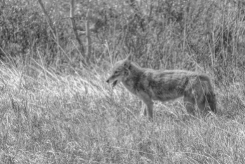 Coyote, B&W, RMNP