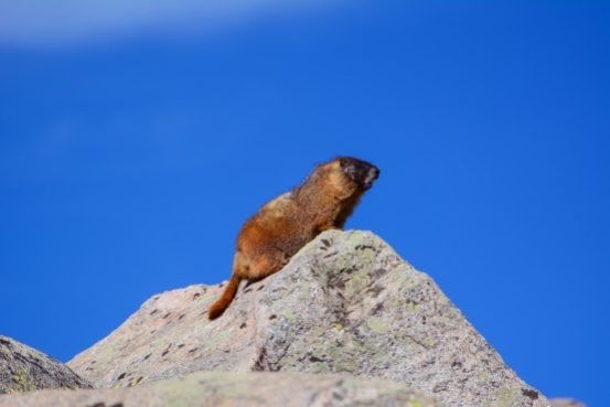 Marmot, RMNP - 3