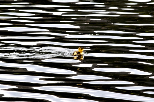 Duckling, Lilly Lake, RMNP