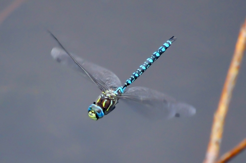 Blue Eyed Darner Dragonfly, RMNP